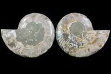 Bargain, Cut & Polished Ammonite Fossil - Madagascar #73958-1